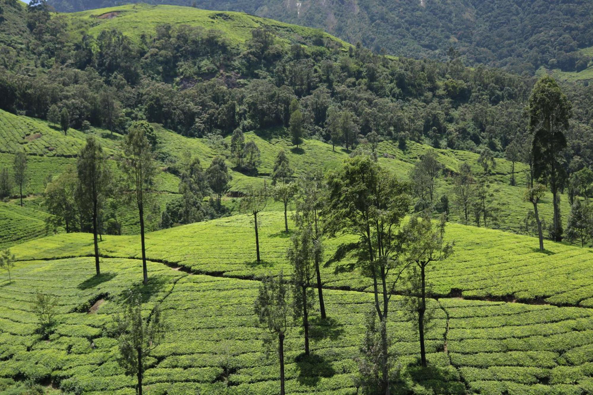 Asprin Homestay Munnar Eksteriør billede